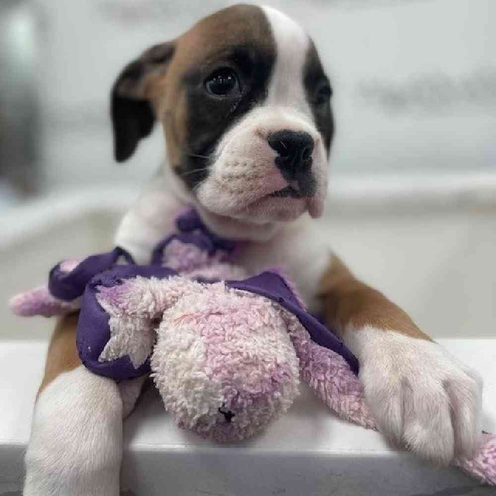 Male Boxer Puppy for Sale in Bellmore, NY