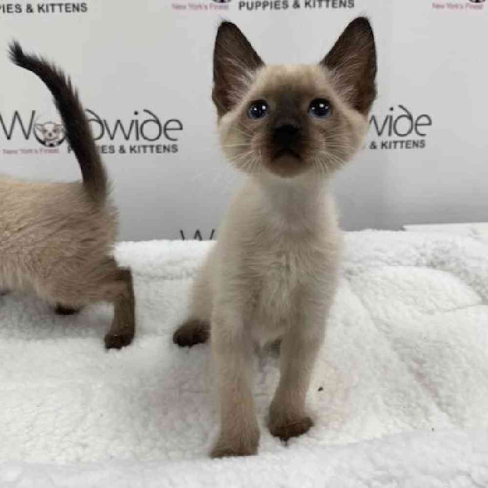 Female Siamese Kitten for sale