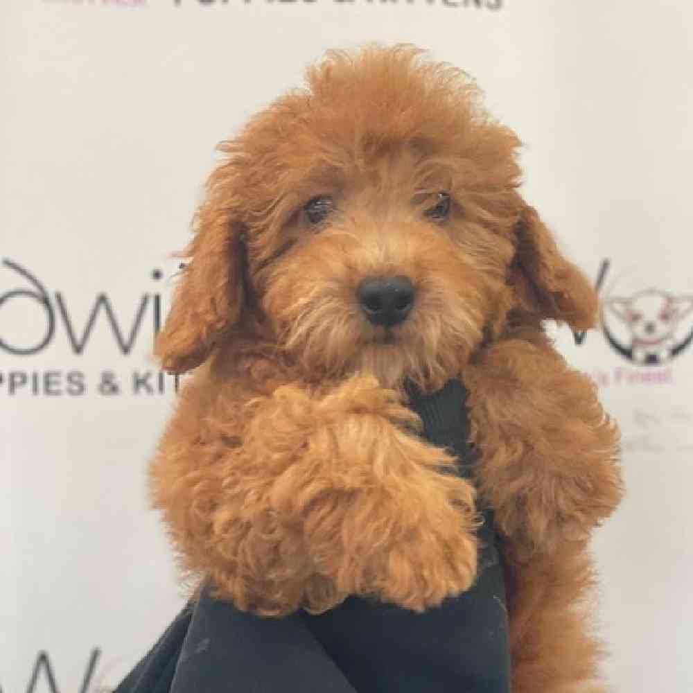 Male Poodle Puppy for Sale in Bellmore, NY