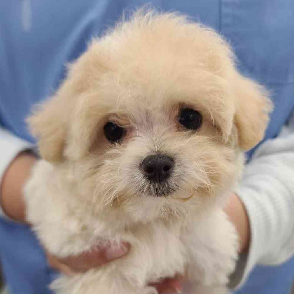 Male Maltipoo Puppy for sale