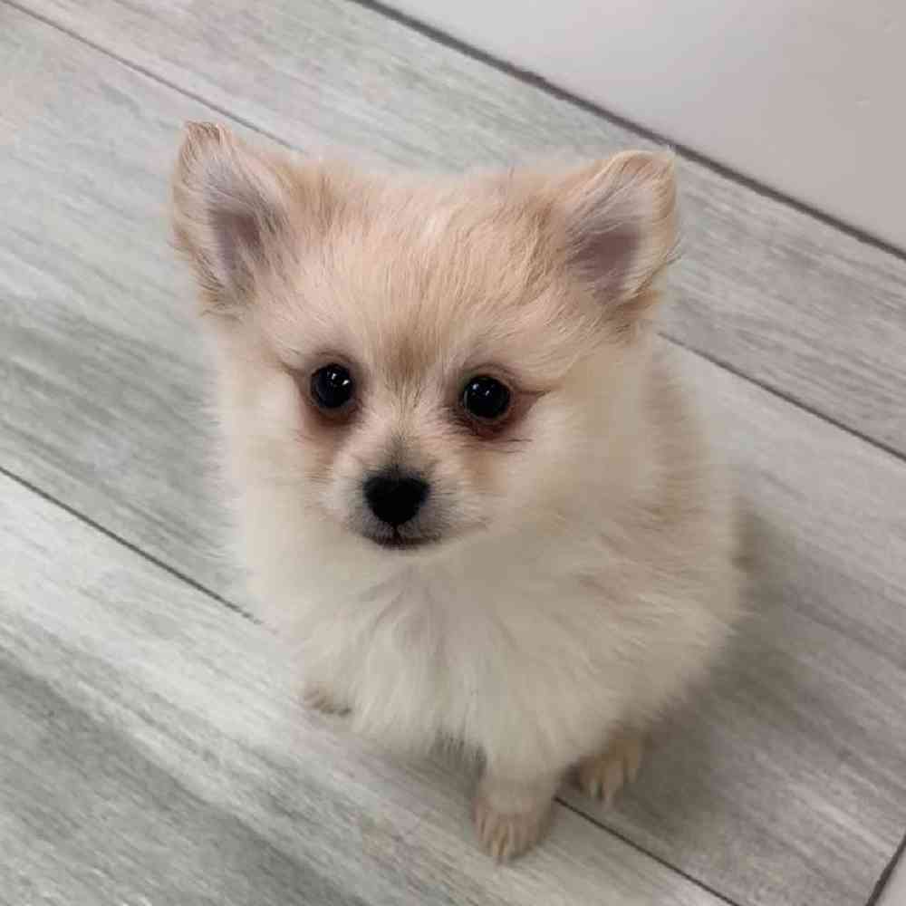 Female Pomeranian Puppy for Sale in Bellmore, NY