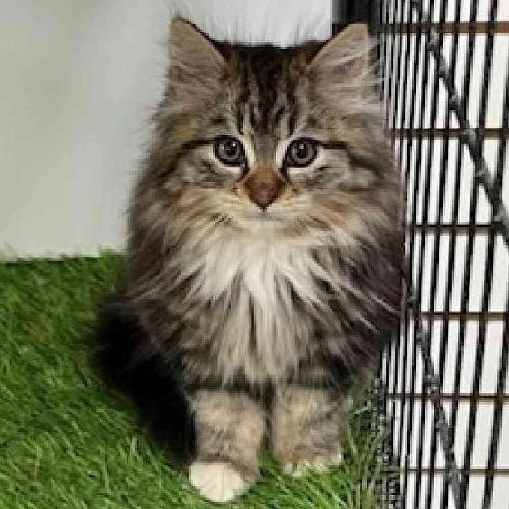 Female Ragamuffin Kitten for Sale in Bellmore, NY