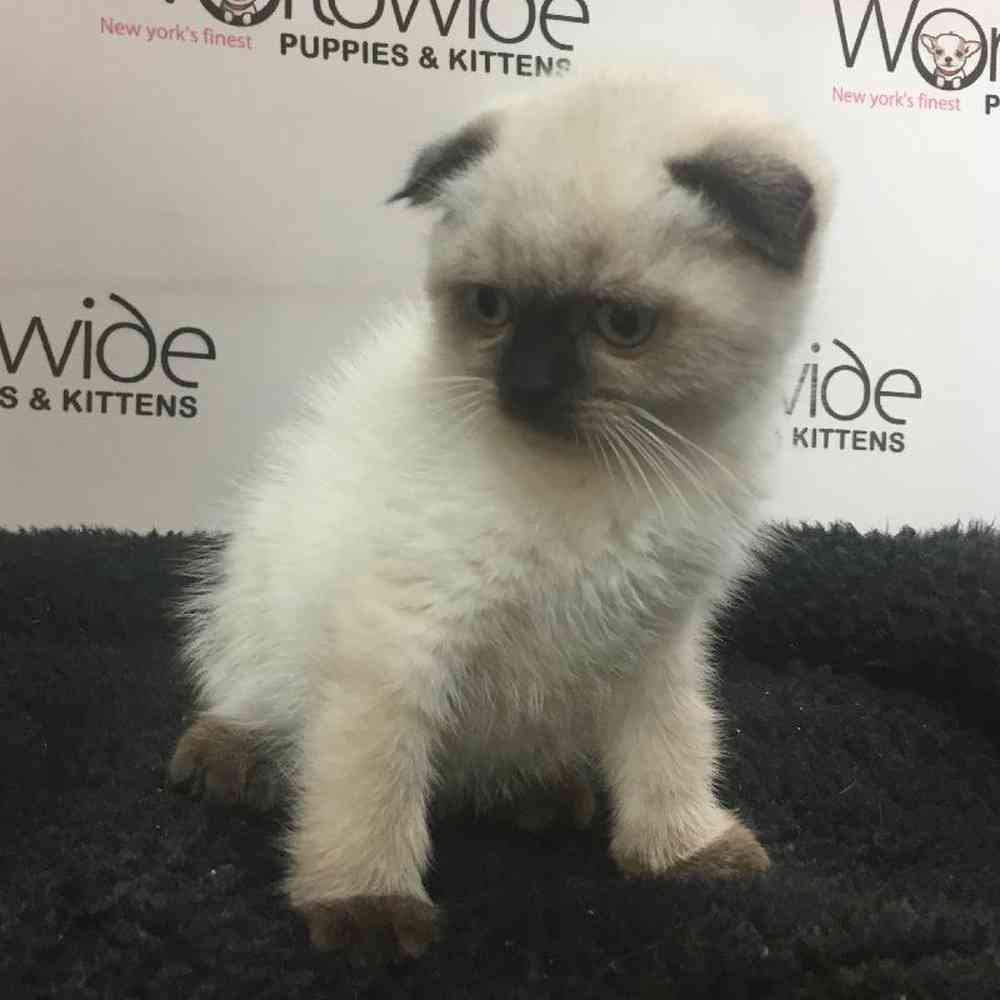 Female Scottish Fold Kitten for sale