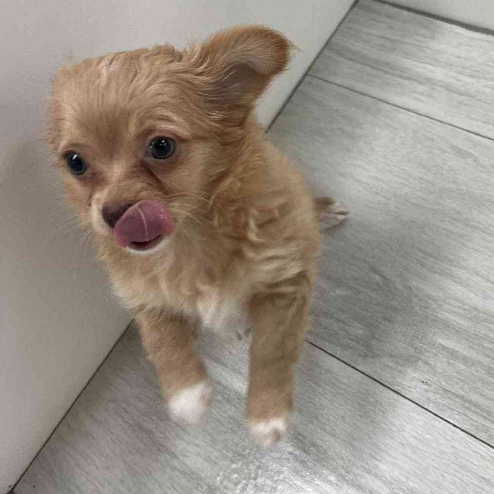 Male Chihuahua Puppy for Sale in Bellmore, NY