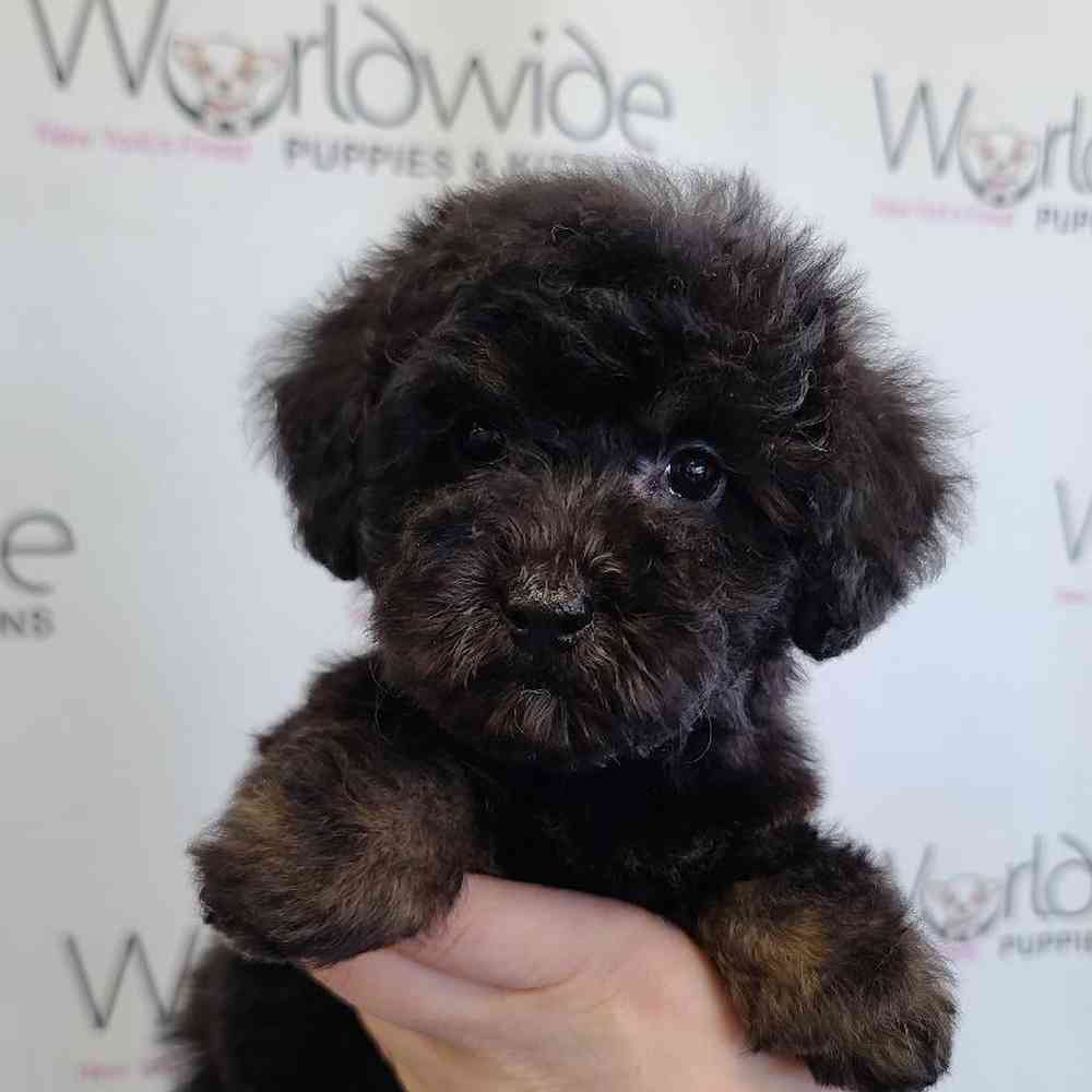 Female Mini 2nd Gen Goldendoodle / Poodle Puppy for sale