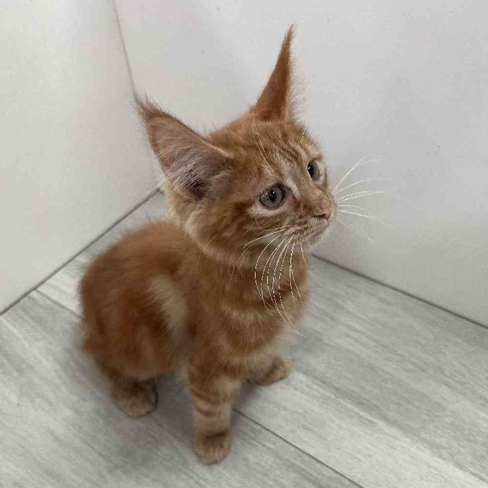 Female Mainecoon Kitten for Sale in Bellmore, NY