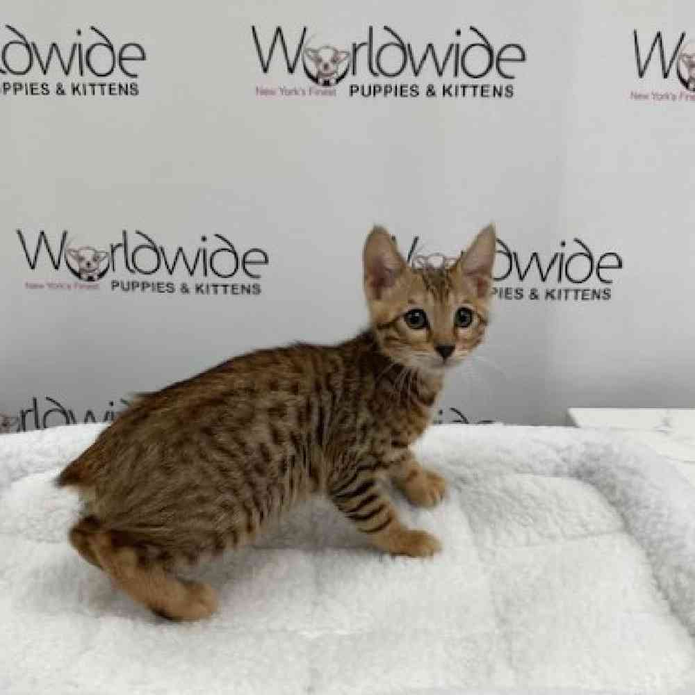 Male BENGAL BOB Kitten for sale