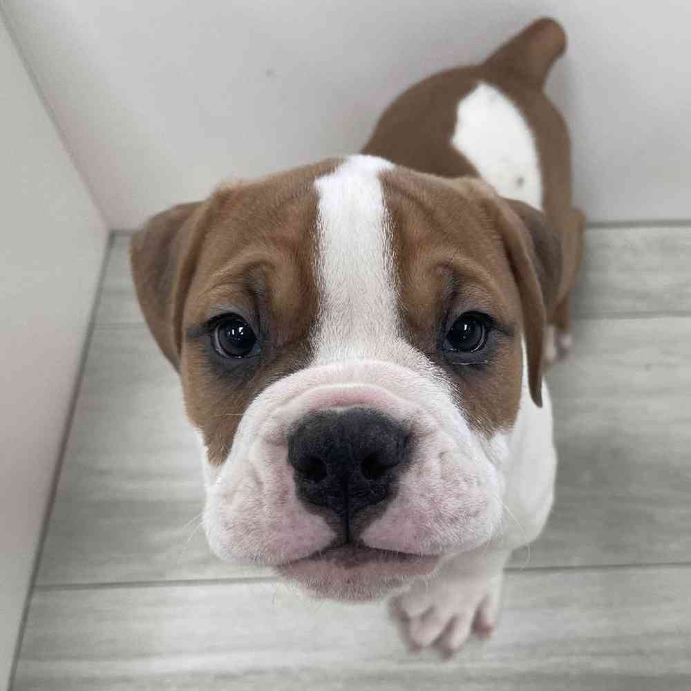 Male Olde Bulldog Puppy for Sale in Bellmore, NY
