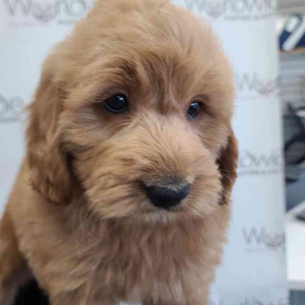 Male 2nd Gen Mini Goldendoodle Puppy for sale