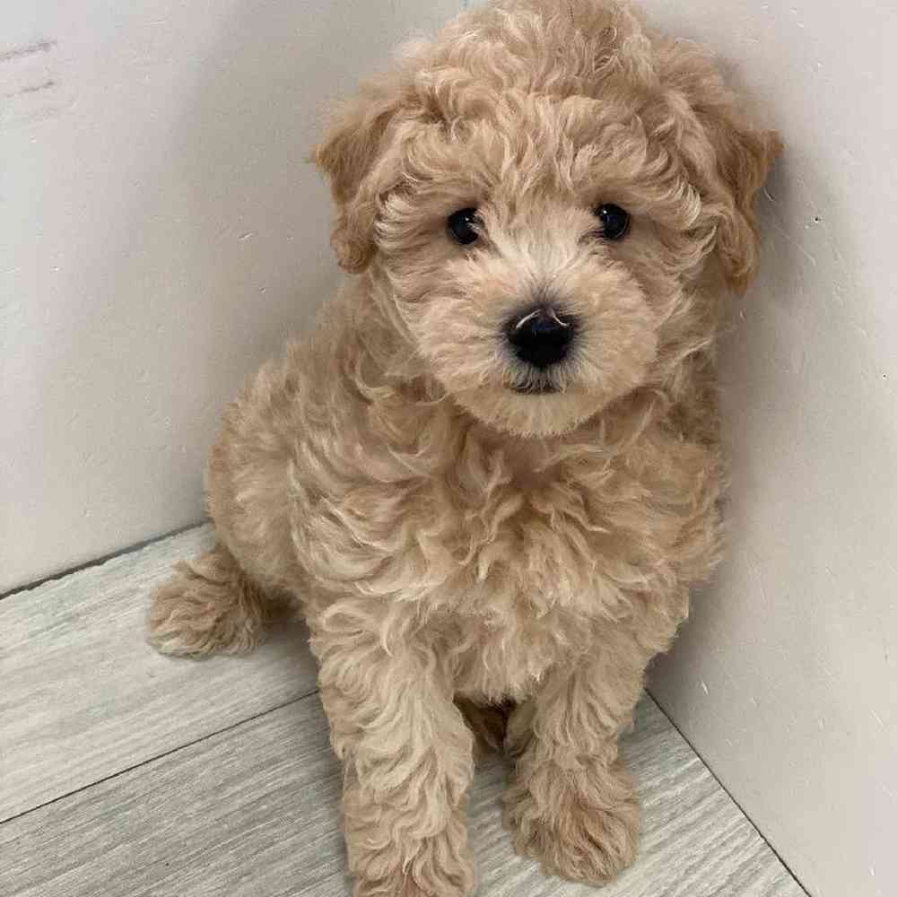Male Bichapoo Puppy for Sale in Bellmore, NY