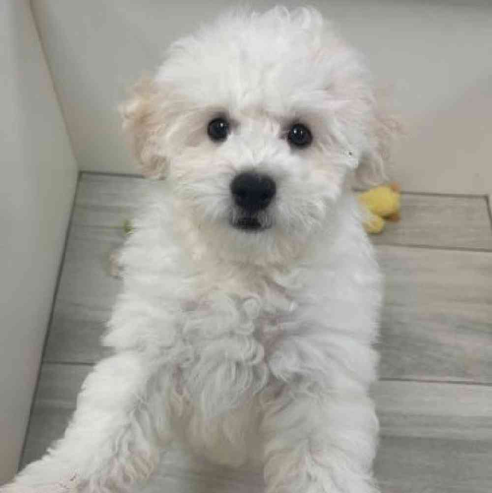Male Bichon Puppy for Sale in Bellmore, NY