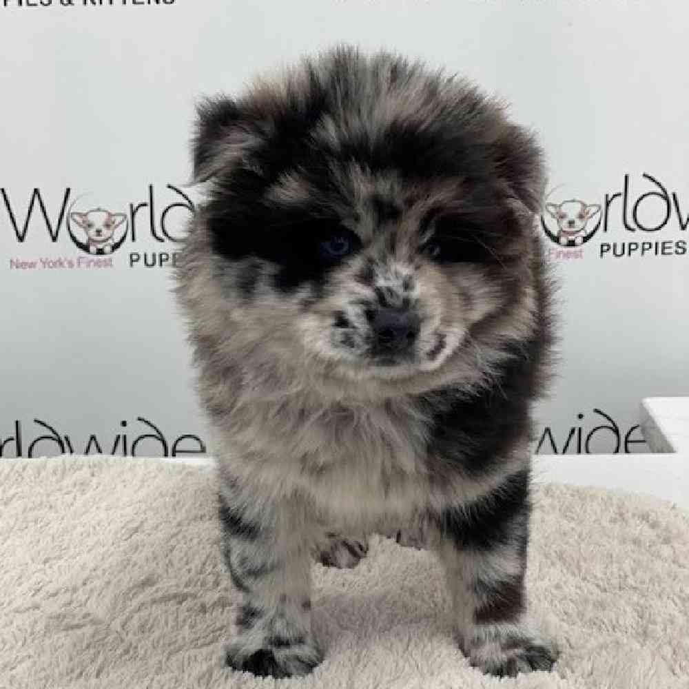 Female Pom/Chow Puppy for sale