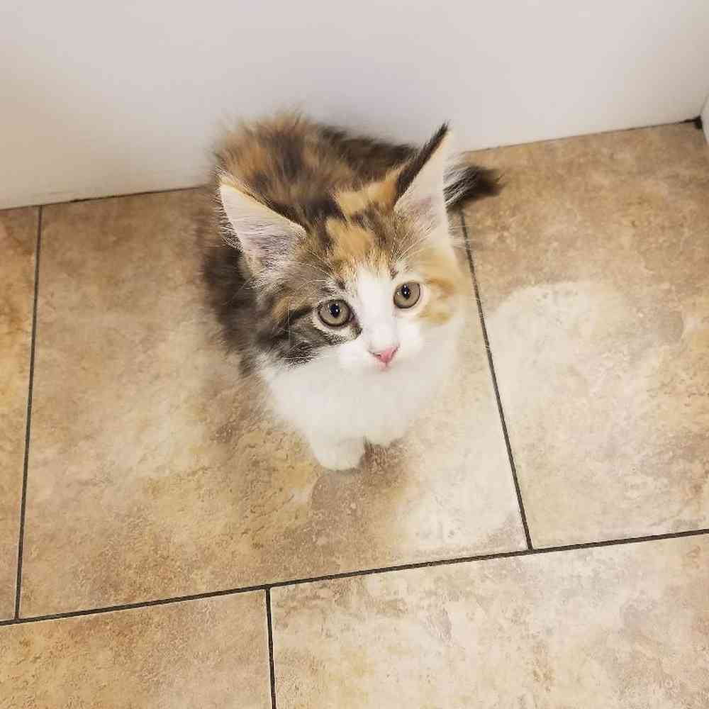 Female Mainecoon Kitten for sale