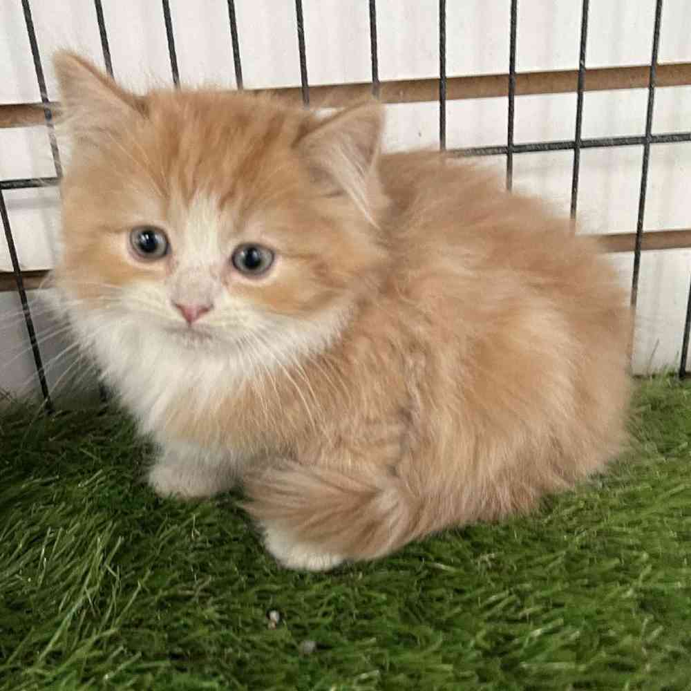 Male Ragamuffin Kitten for Sale in Bellmore, NY