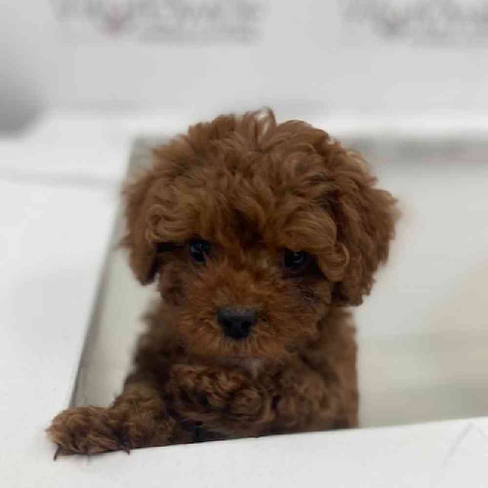 Male Cavapoo-Poodle Puppy for Sale in Bellmore, NY