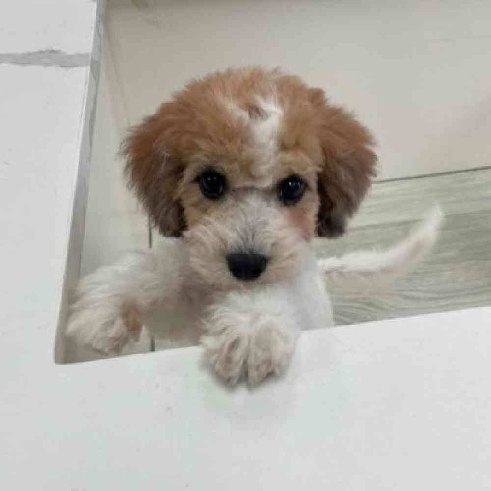 Female Bichapoo Puppy for sale