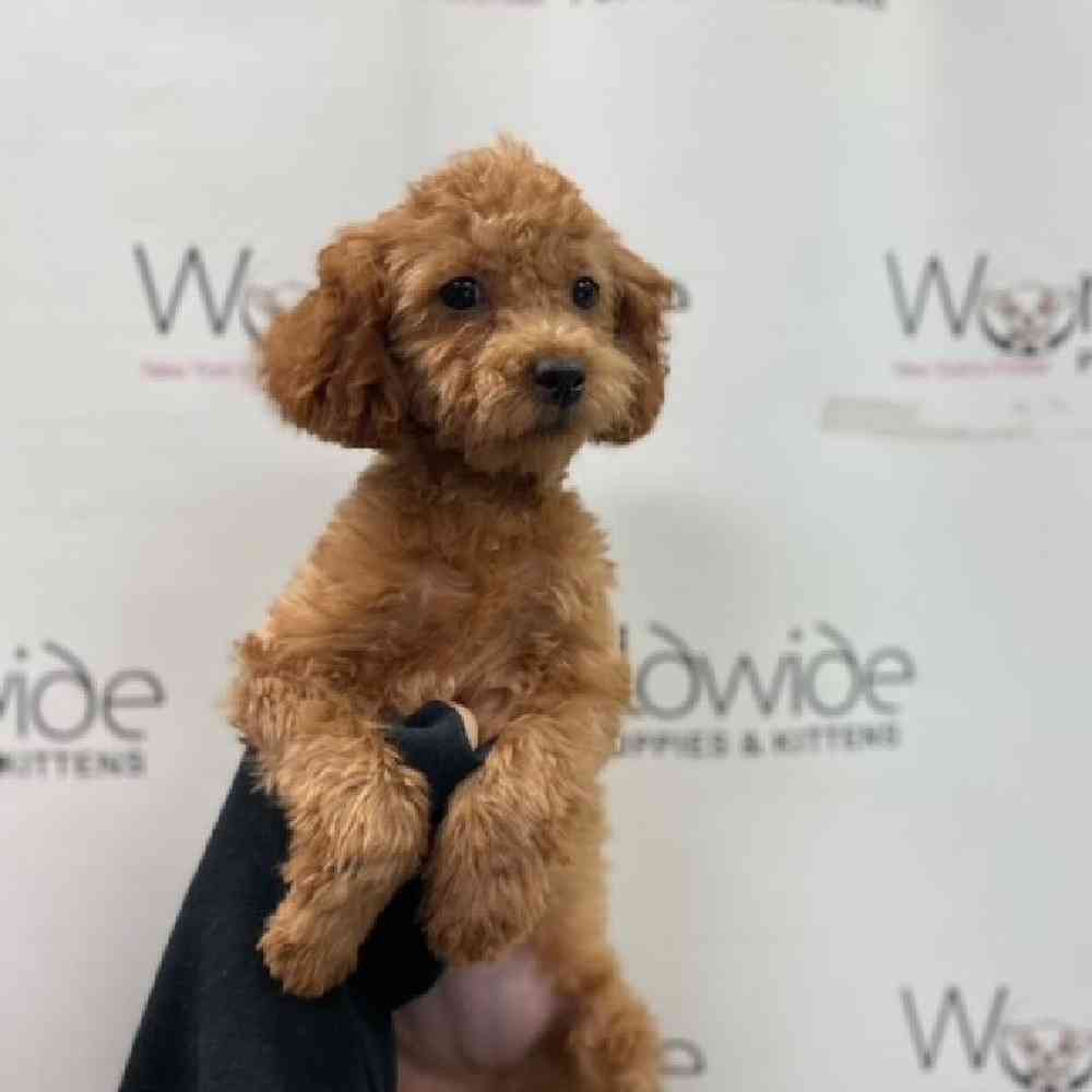 Female Shipoo Puppy for Sale in Bellmore, NY
