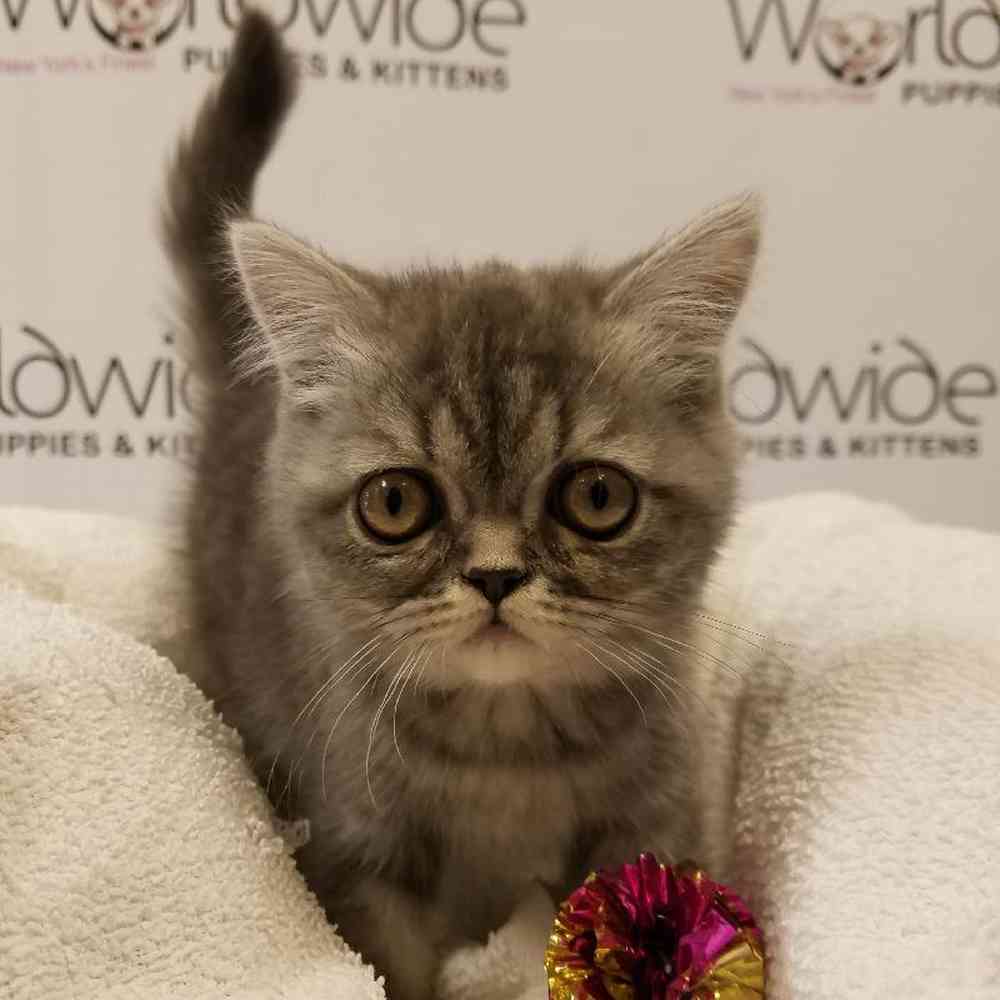 Female Exotic Kitten for Sale in Bellmore, NY