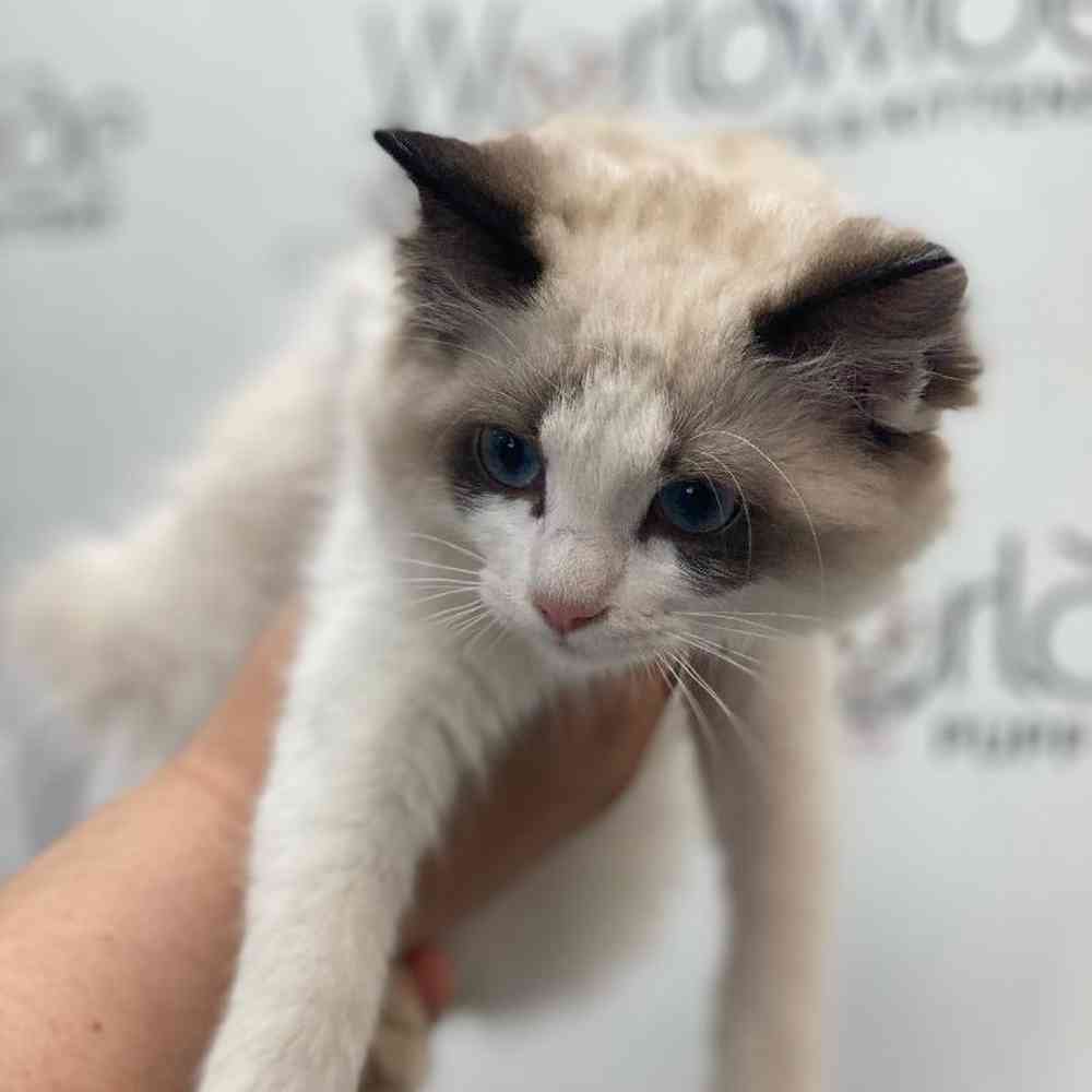 Female Ragdoll Kitten for sale
