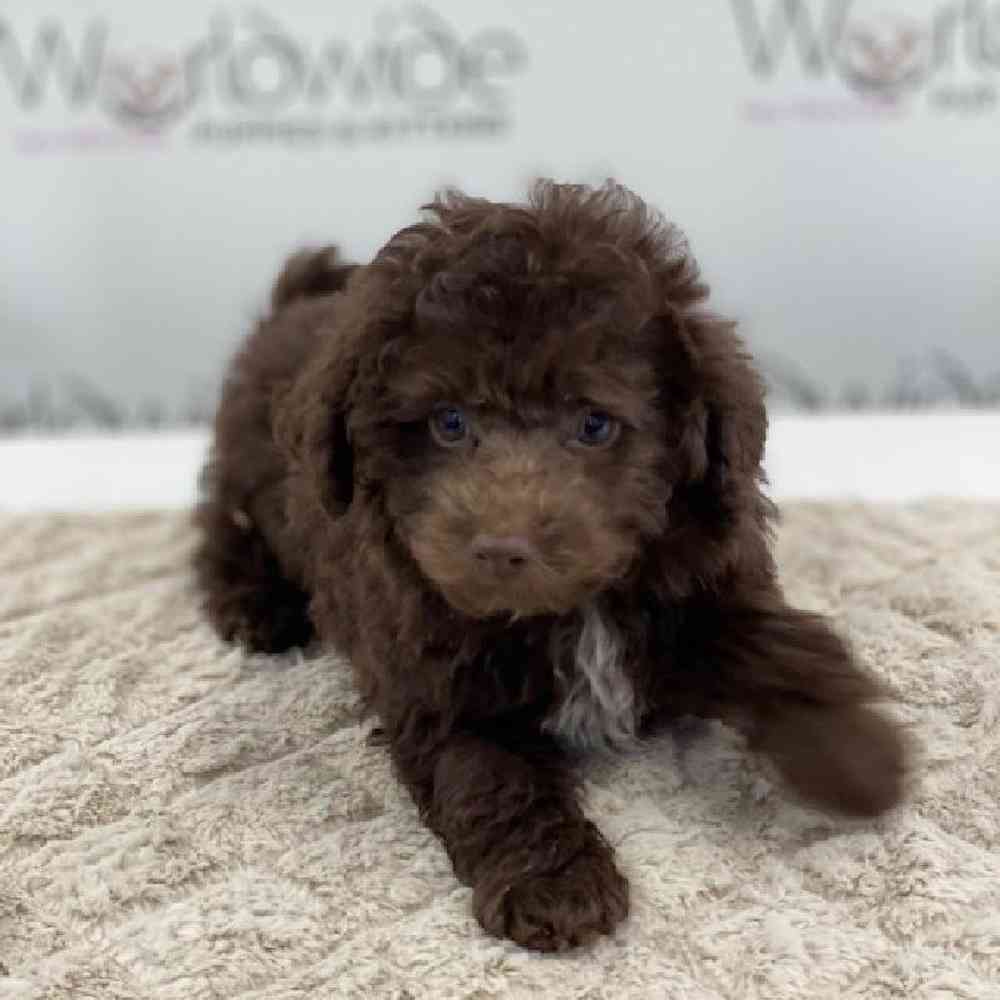 Male Bichapoo/Poodle Puppy for sale