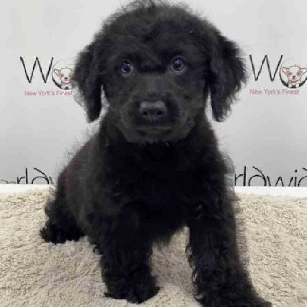 Male Mini Poodle/Labradoodle Puppy for sale