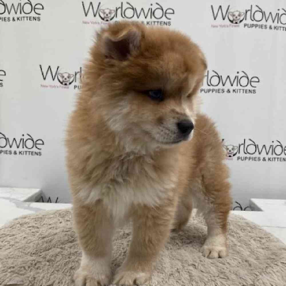 Male Pom/Chow Puppy for sale