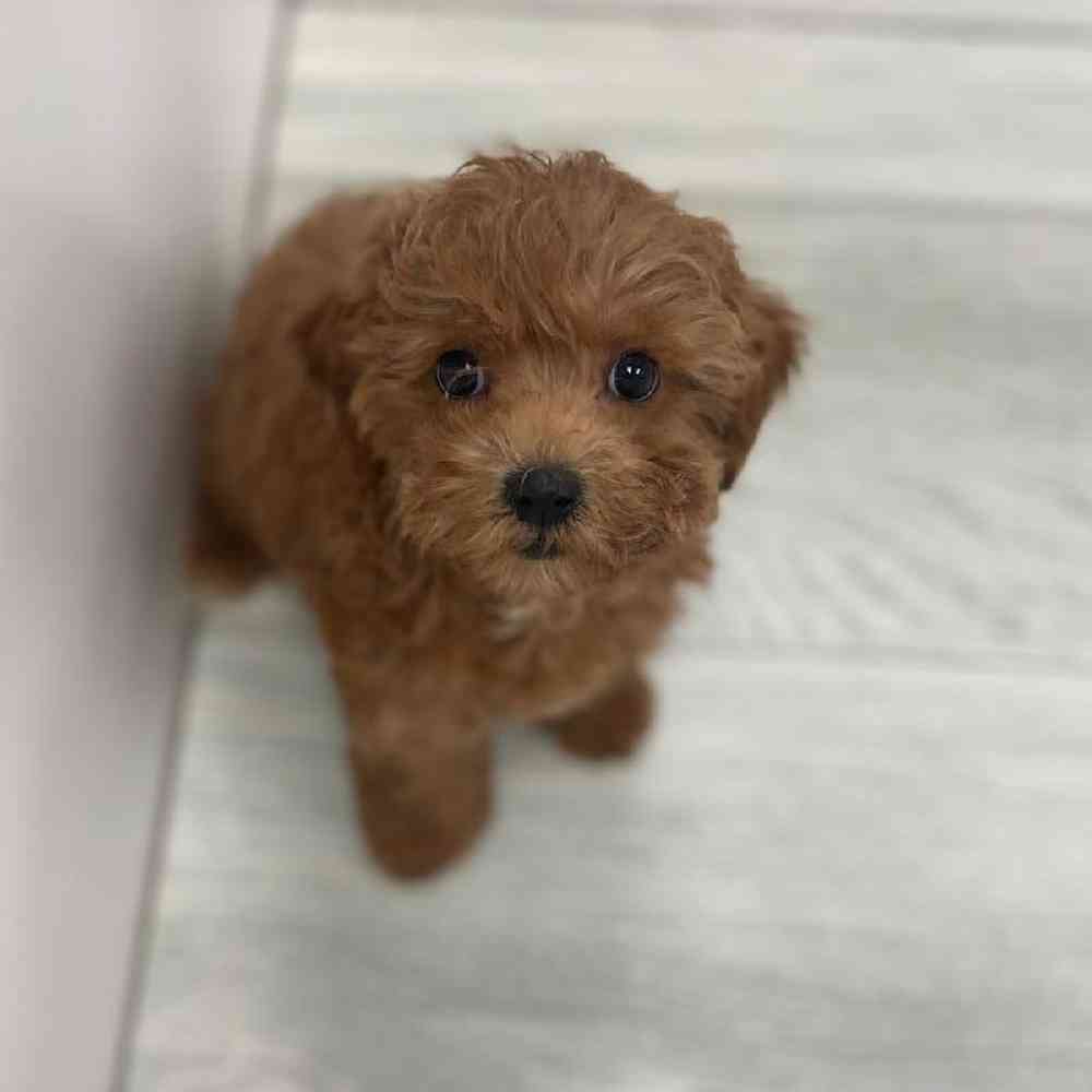 Female Cavapoo 2nd Gen Puppy for sale