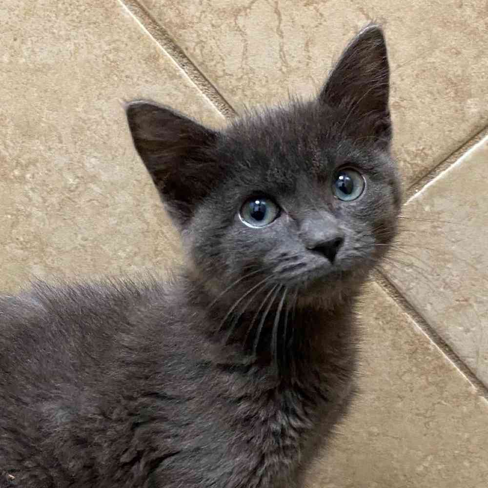 Female Russian Blue Kitten for sale