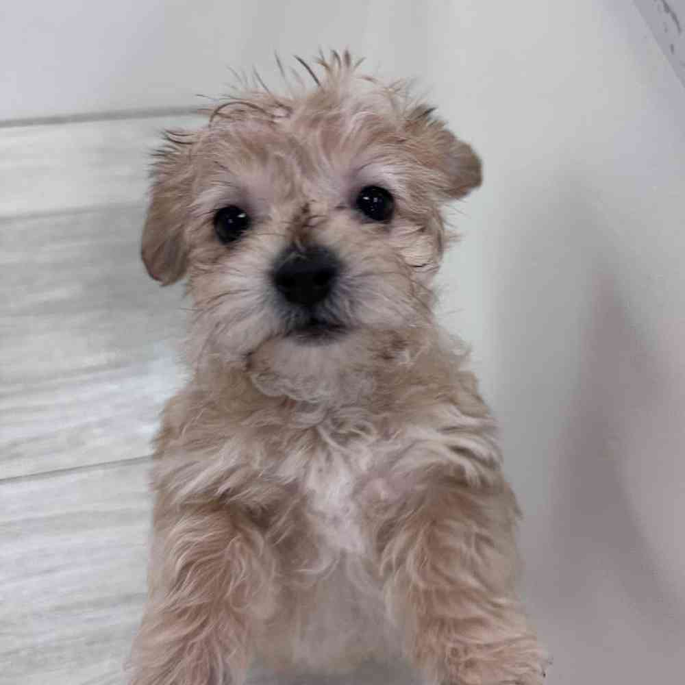 Male Yochon Puppy for Sale in Bellmore, NY