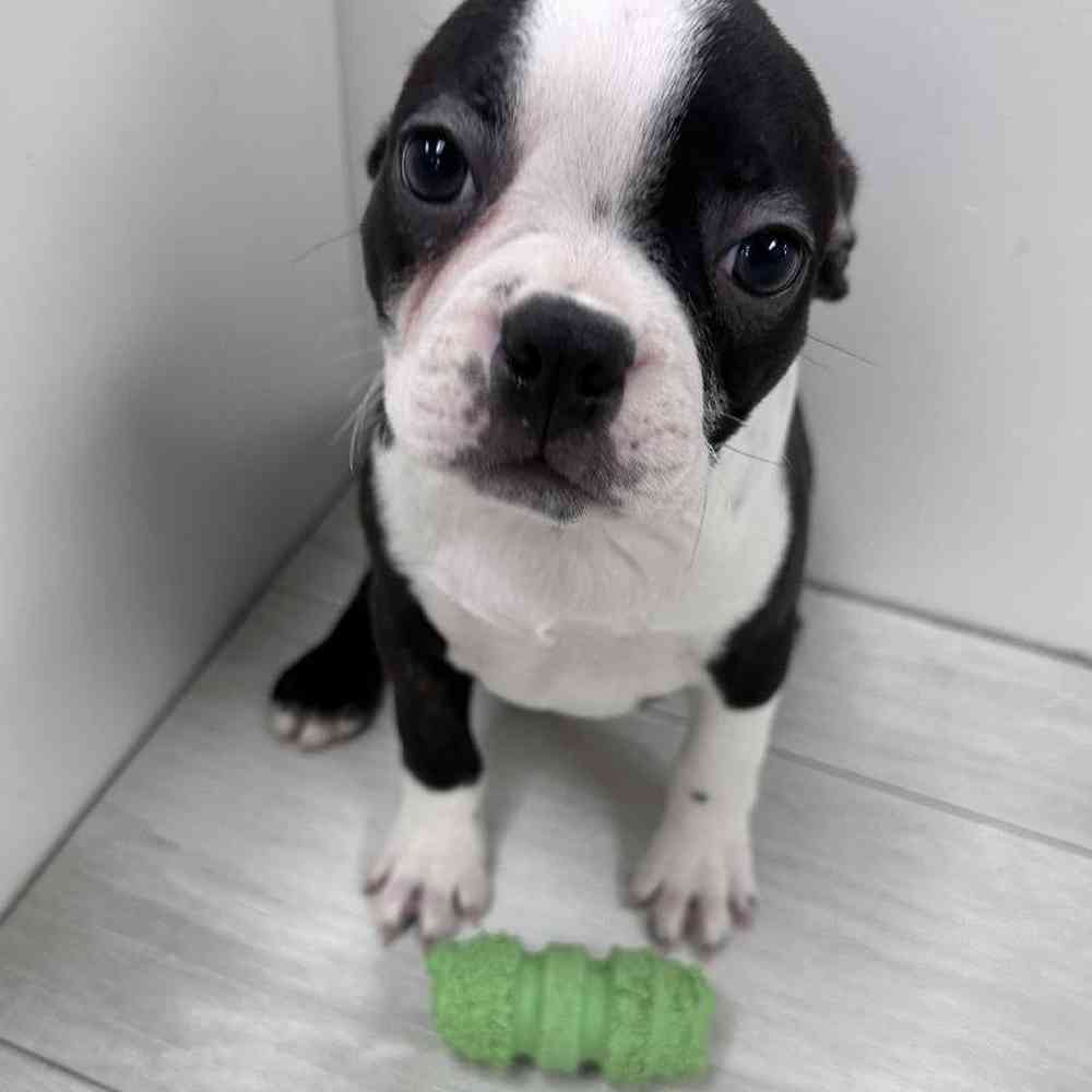 Male Boston Terrier Puppy for Sale in Bellmore, NY