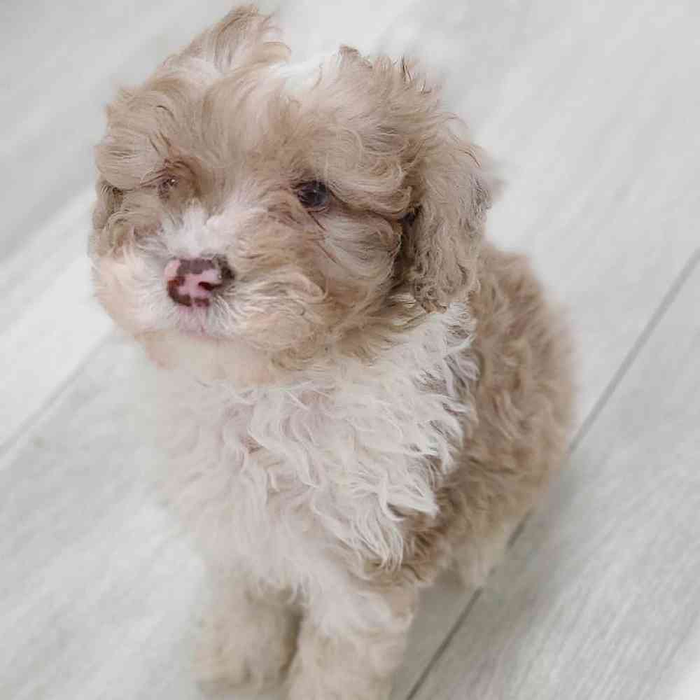 Female Mini Woodle 2nd Gen Puppy for sale