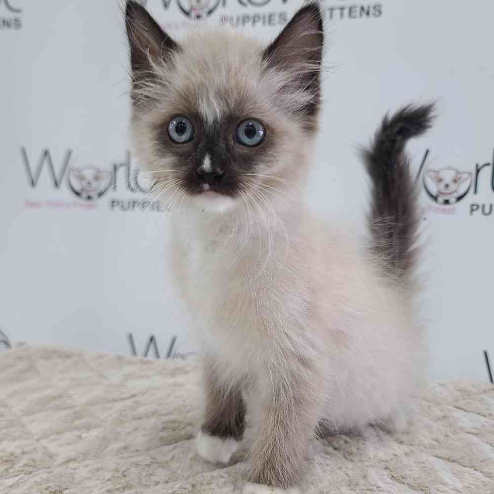 Male Ragdoll Kitten for sale