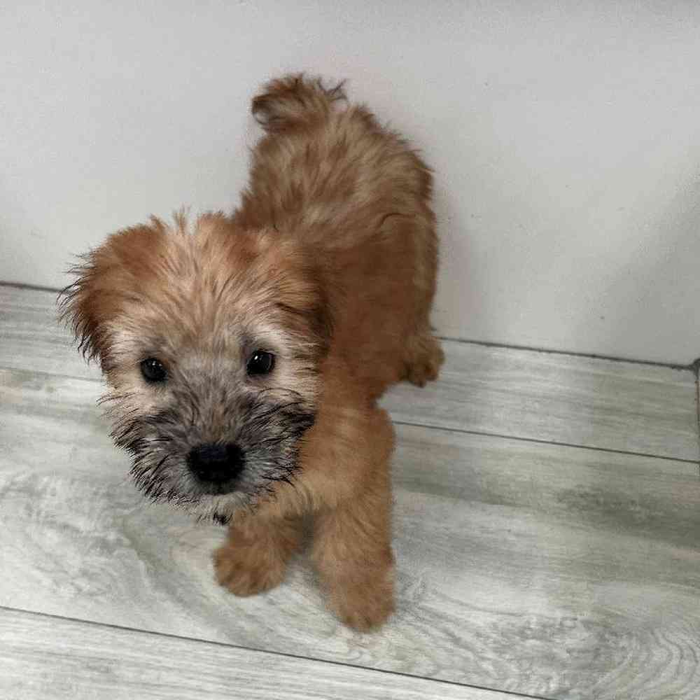 Male Soft Coated Wheaten Terrier Puppy for sale