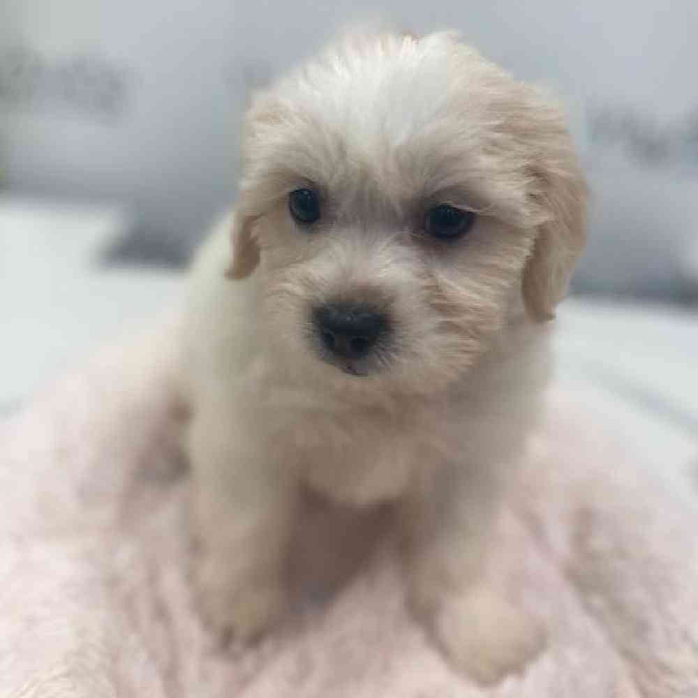 Female Teddy Bear Puppy for Sale in Bellmore, NY