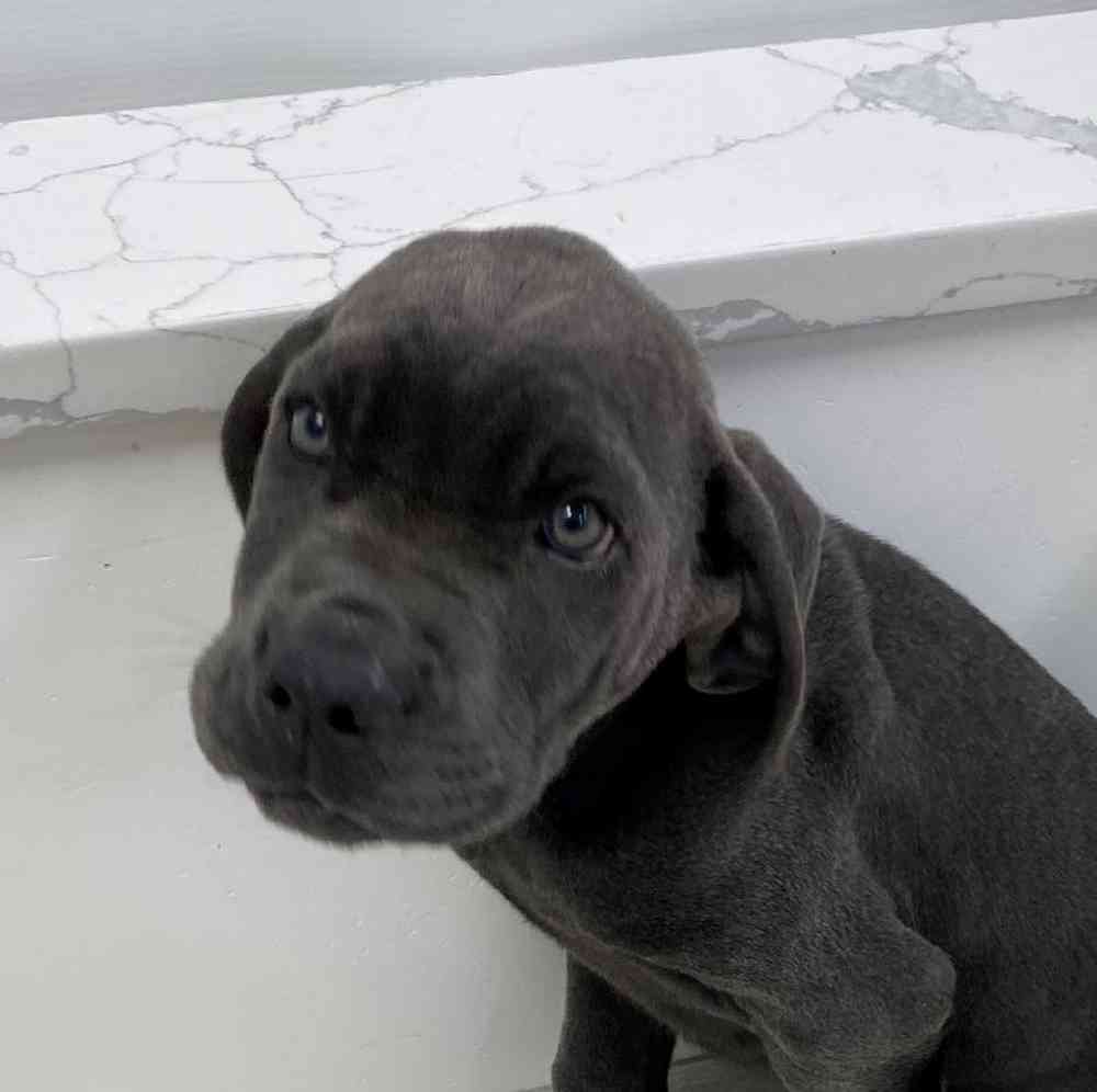 Male Cane Corso Puppy for sale