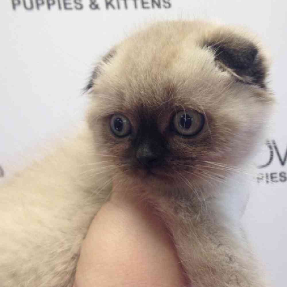 Female Scottish Fold Kitten for sale