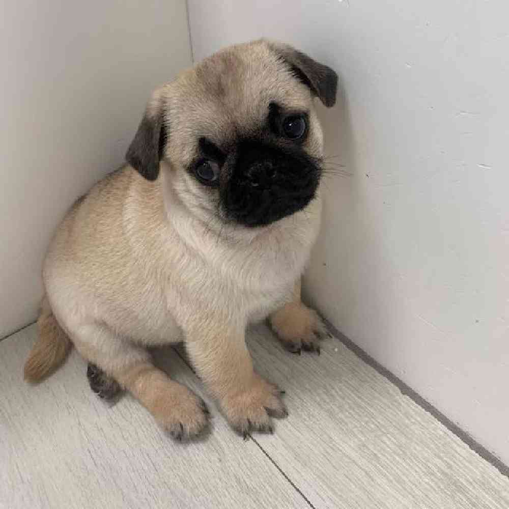 Male Pug-Ori Pei Puppy for sale