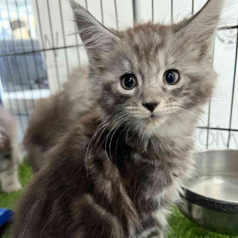 Male Mainecoon Kitten for Sale in Bellmore, NY