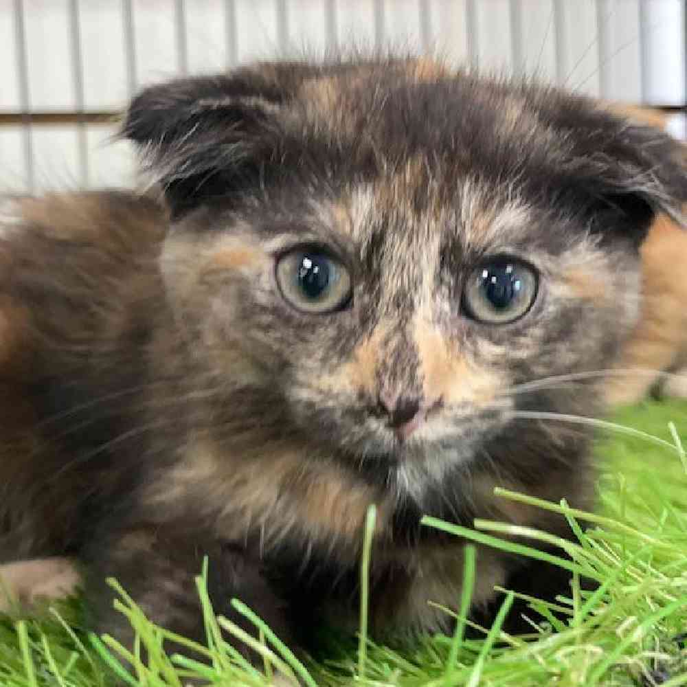 Female Scottish Fold Kitten for Sale in Bellmore, NY