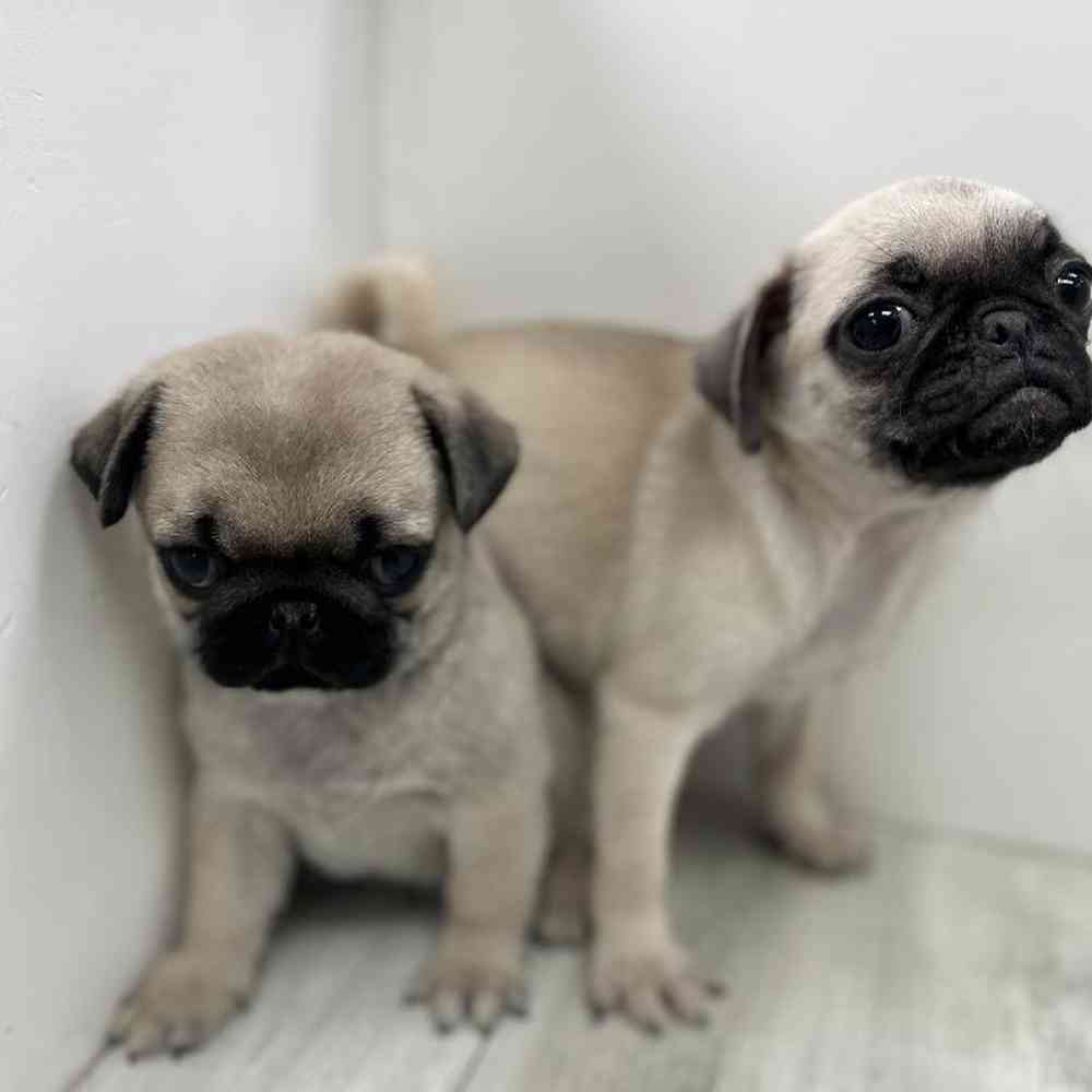 Male Pug Puppy for Sale in Bellmore, NY