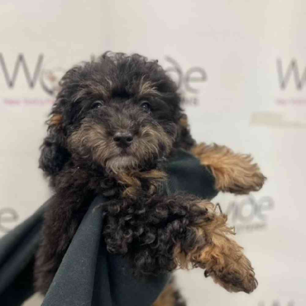 Female MBD/ Mini Poodle Puppy for Sale in Bellmore, NY