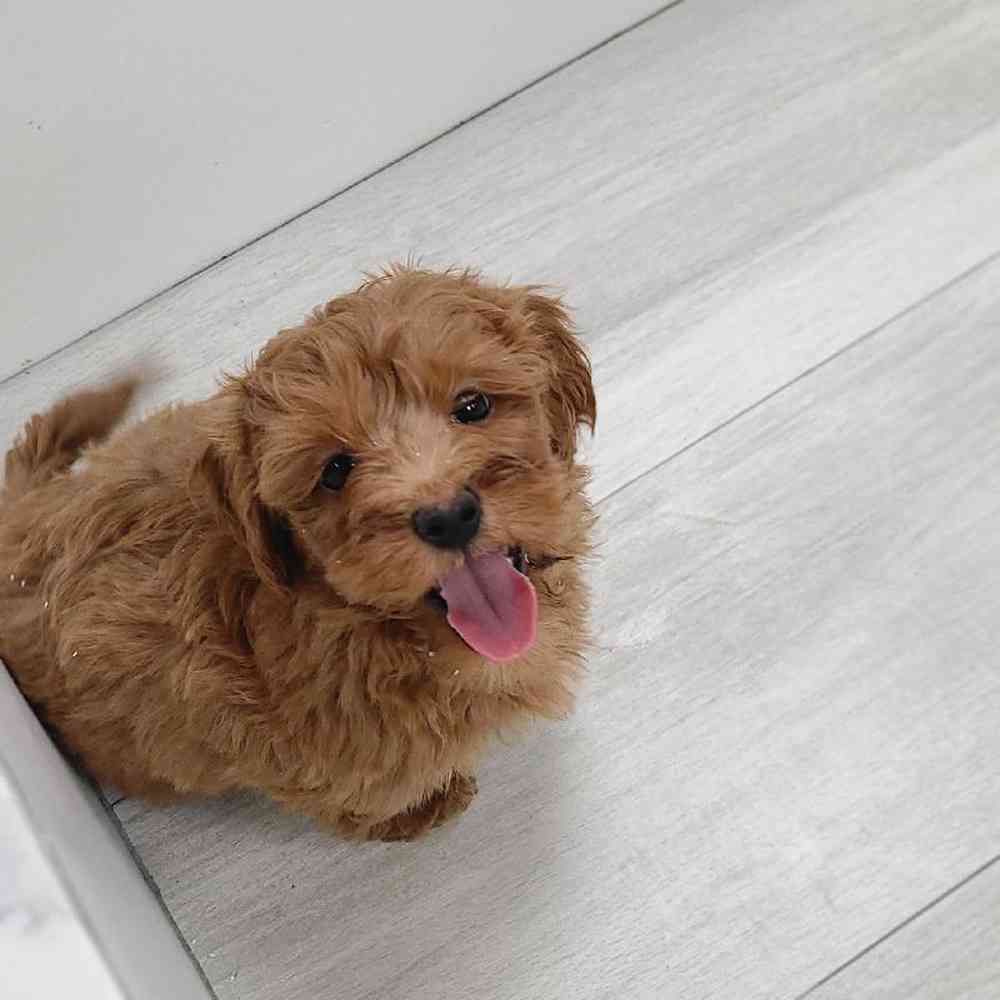 Male 2nd Gen Goldendoodle Puppy for sale