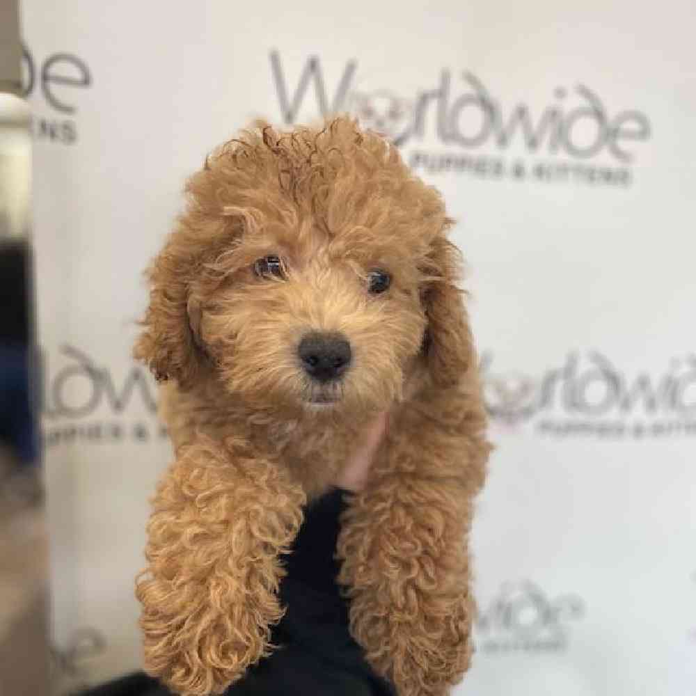 Male Poodle Puppy for Sale in Bellmore, NY