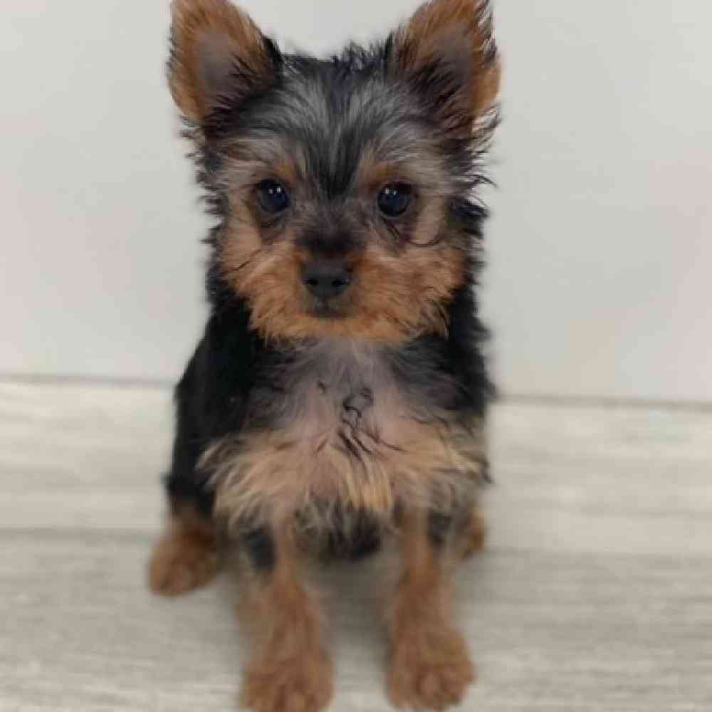 Female Yorkie Puppy for Sale in Bellmore, NY