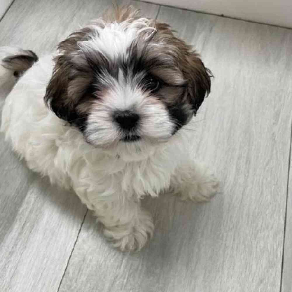 Female Malshi Puppy for Sale in Bellmore, NY