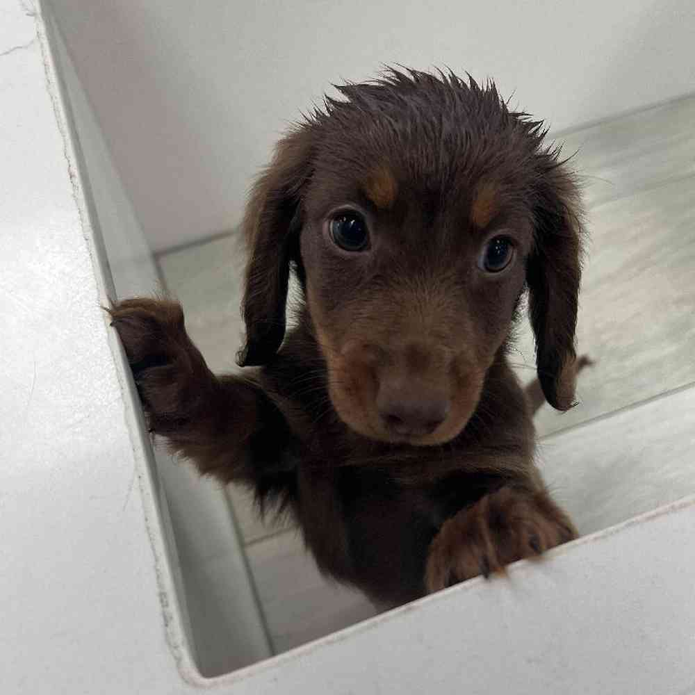 Male Dachshund Puppy for Sale in Bellmore, NY