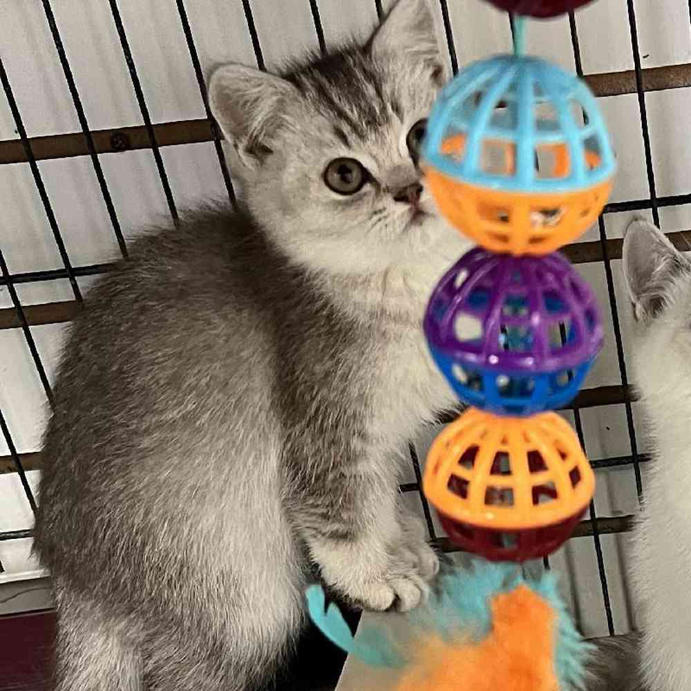 Male British Shorthair Kitten for Sale in Bellmore, NY