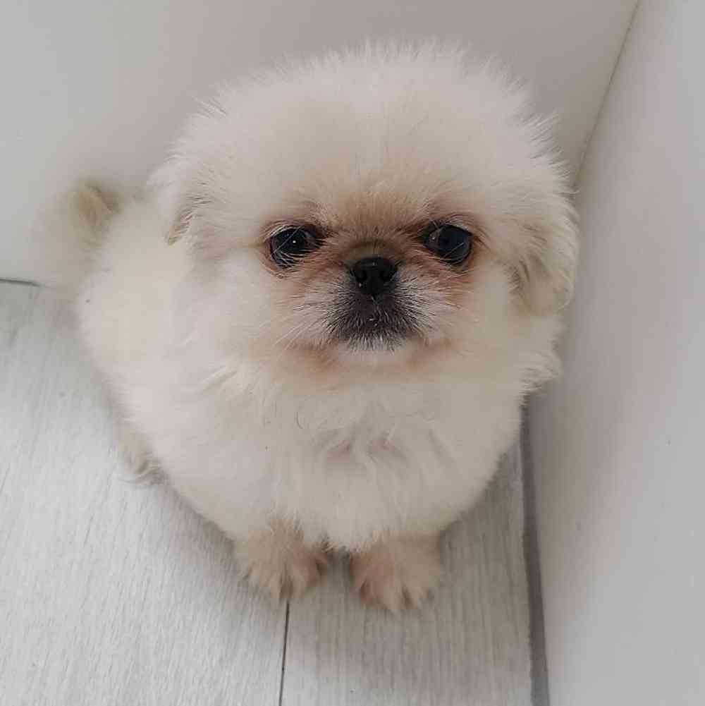 Male Pekingese Puppy for Sale in Bellmore, NY