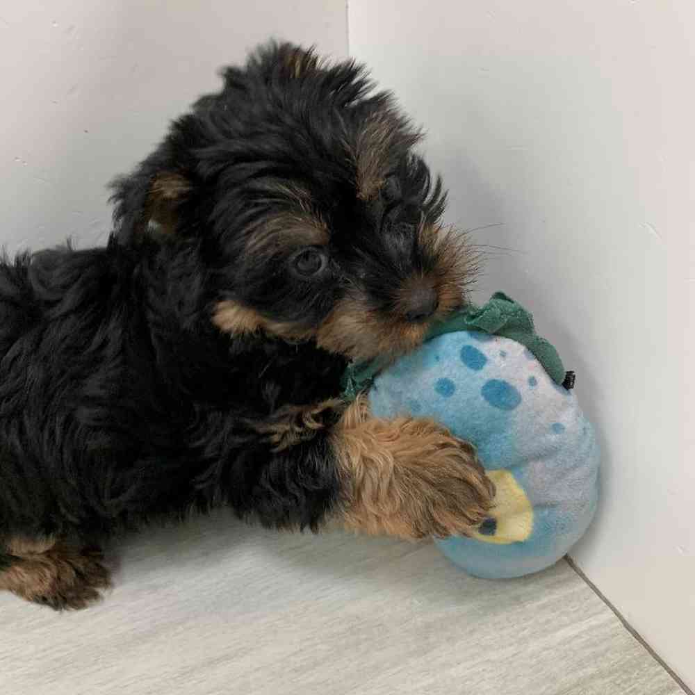 Female Yorkie-Poo Puppy for sale