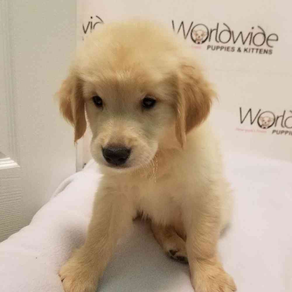 Male Golden Retriever Puppy for sale